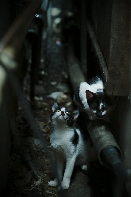 NBA赛季关键对决战术剖析,nba对抗赛战术