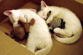 爱游戏官方网站入口登录-NBA总冠军历届盘点,nba历届总冠军球队球员名单