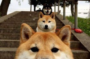 爱游戏全站app注册-德甲球队研究高强度比赛中体能衰减与失误率关系，体能衰退