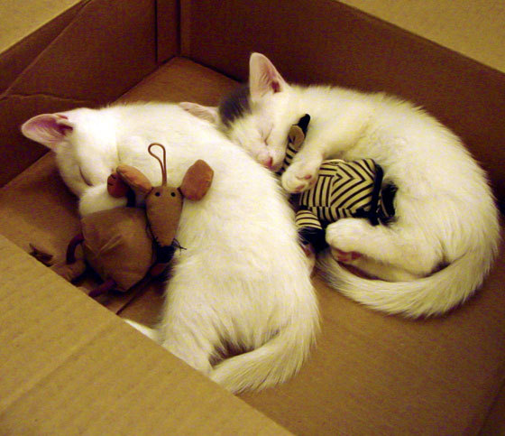 NBA总冠军历届盘点,nba历届总冠军球队球员名单