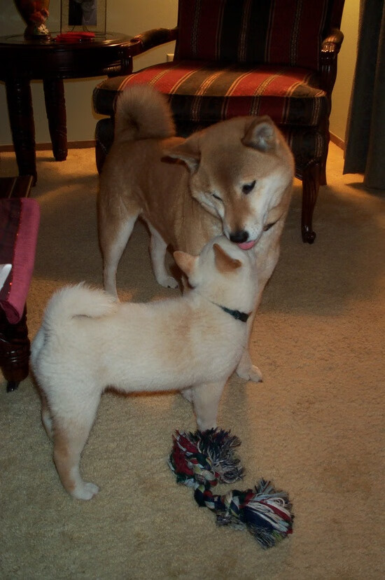 NBA明星球员赛季表现预测,nba明星榜