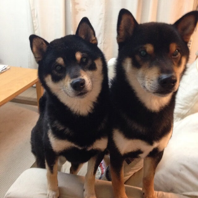 NBA联盟在亚洲市场的品牌渗透路径研究,关于nba联盟的简介