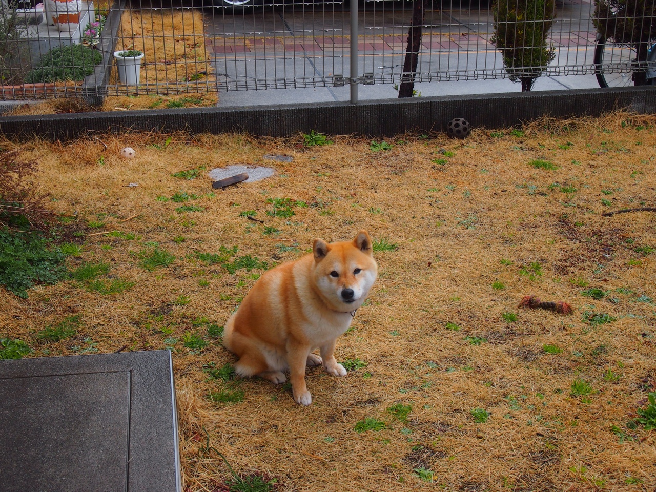 世界学联围棋锦标赛中国大学生三冠王,第六届世界大学生围棋锦标赛