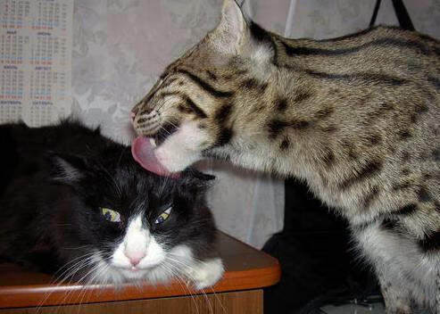 中国足球各级别教练执教风格雷达图,中国足球教练组成员